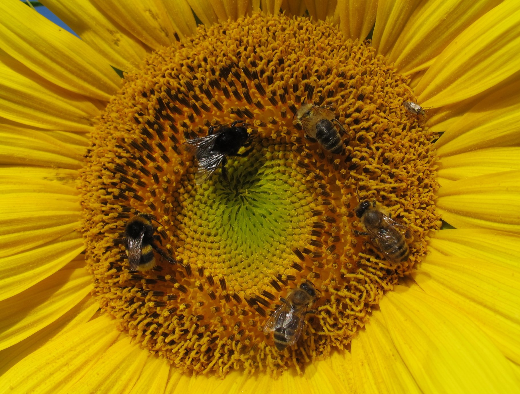 Pollinator Diversity For Reliable Food Production - Celebrate World Bee Day